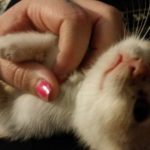 Rogue loved tummy scratches as a kitten